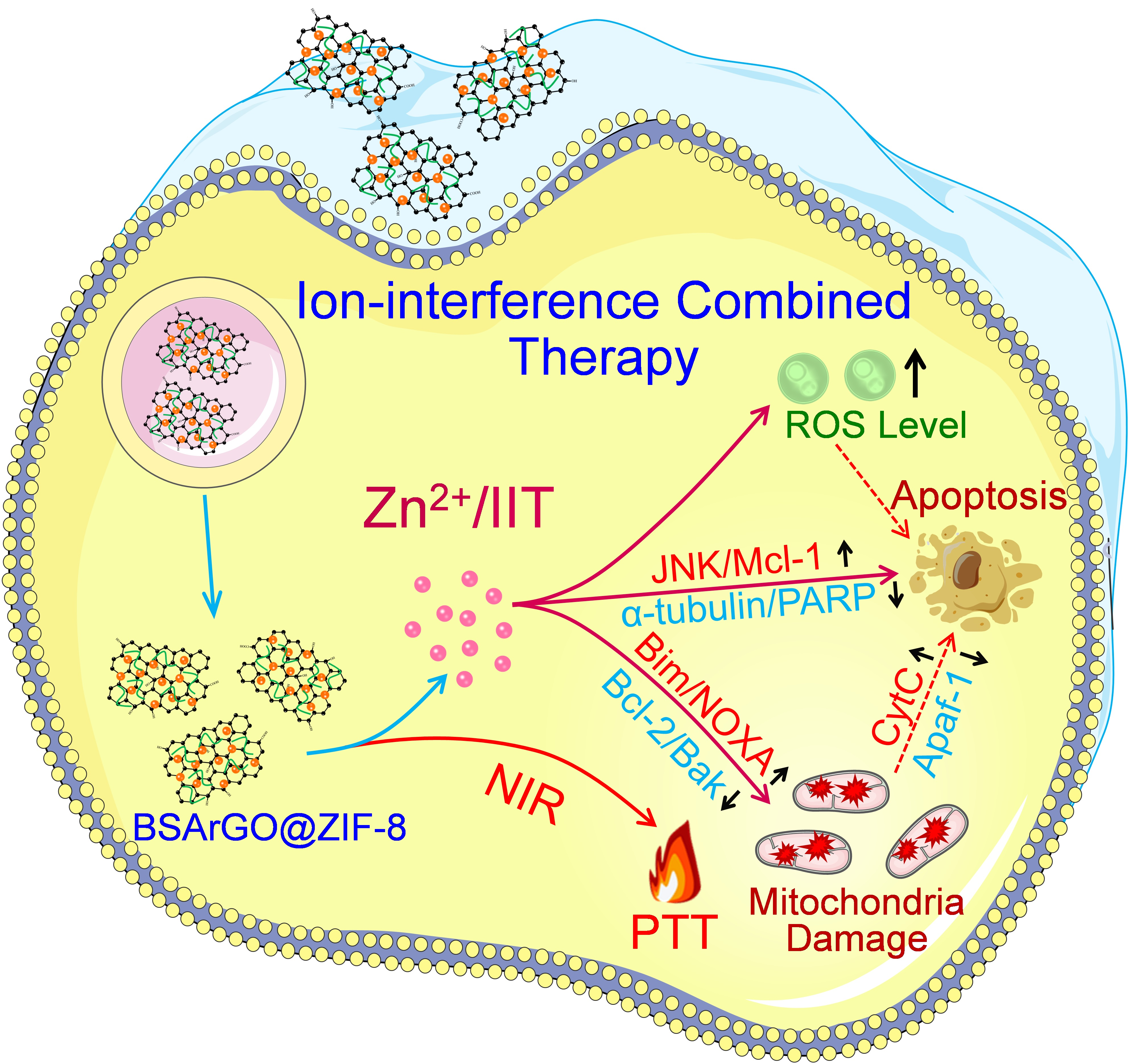 公司马保金、葛少华教授团队：多功能纳米平台介导离子干扰和光热联合口腔癌症治疗研究取得重要进展